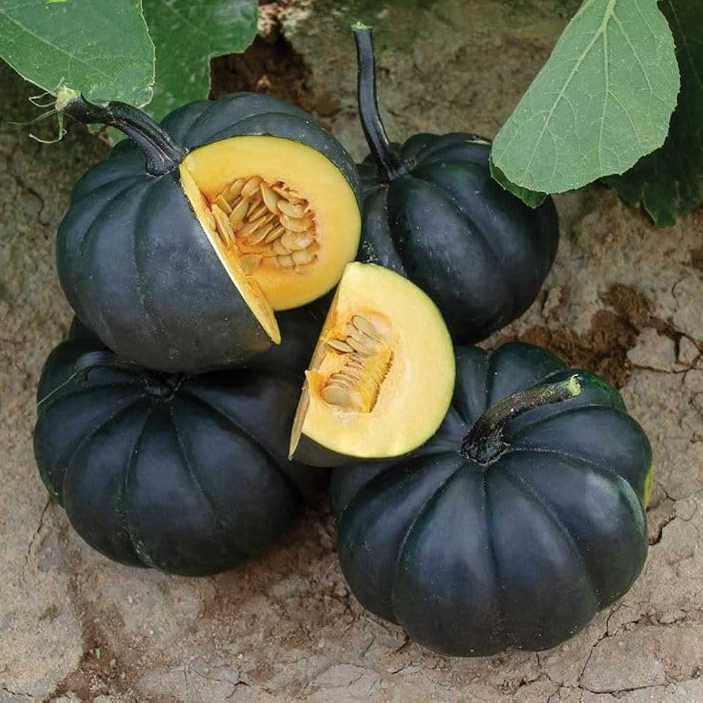Black Pumpkin Vegetable Seeds for Planting