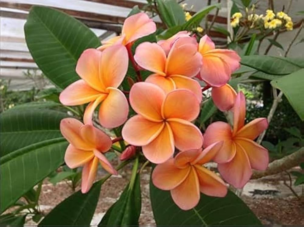 Orange Yellow Plumeria Flower Seeds – Fragrant, Vibrant Blooms for Tropical Gardens