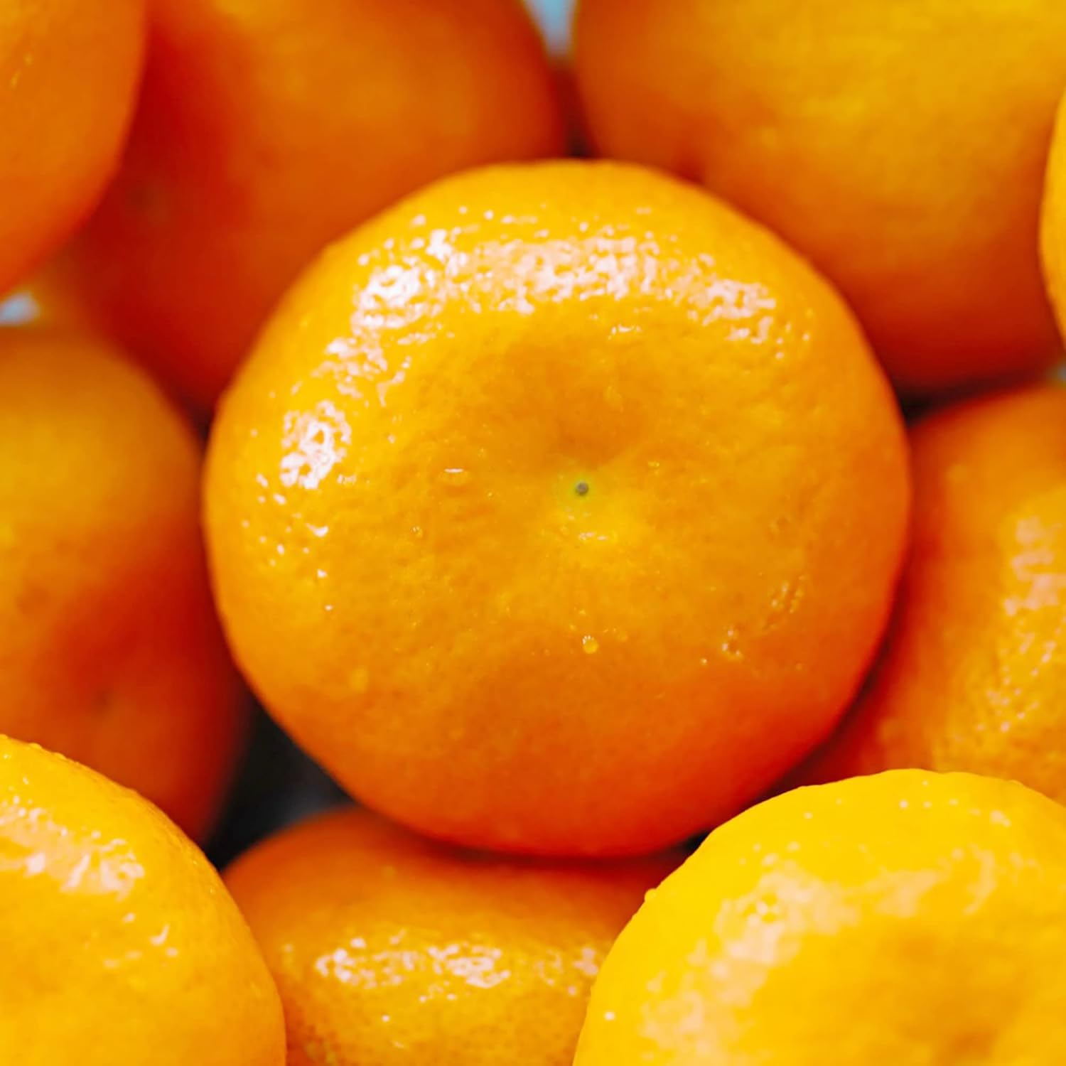 Tangerine Seeds Citrus Reticulata Evergreen Fragrant Juice Sweet Gmo Free Garden Outdoor Indoor
