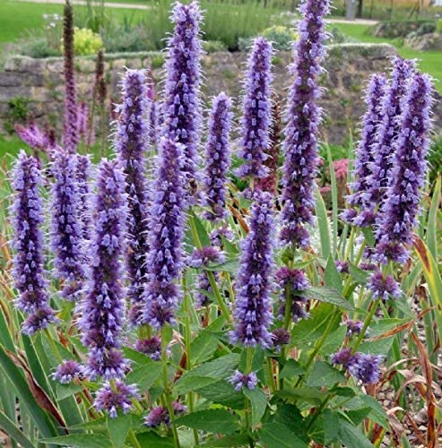 Violet Giant Hyssop Flower seeds for Planting - Wildflower Mix, Heirloom & GMO Free Seeds for Home Garden