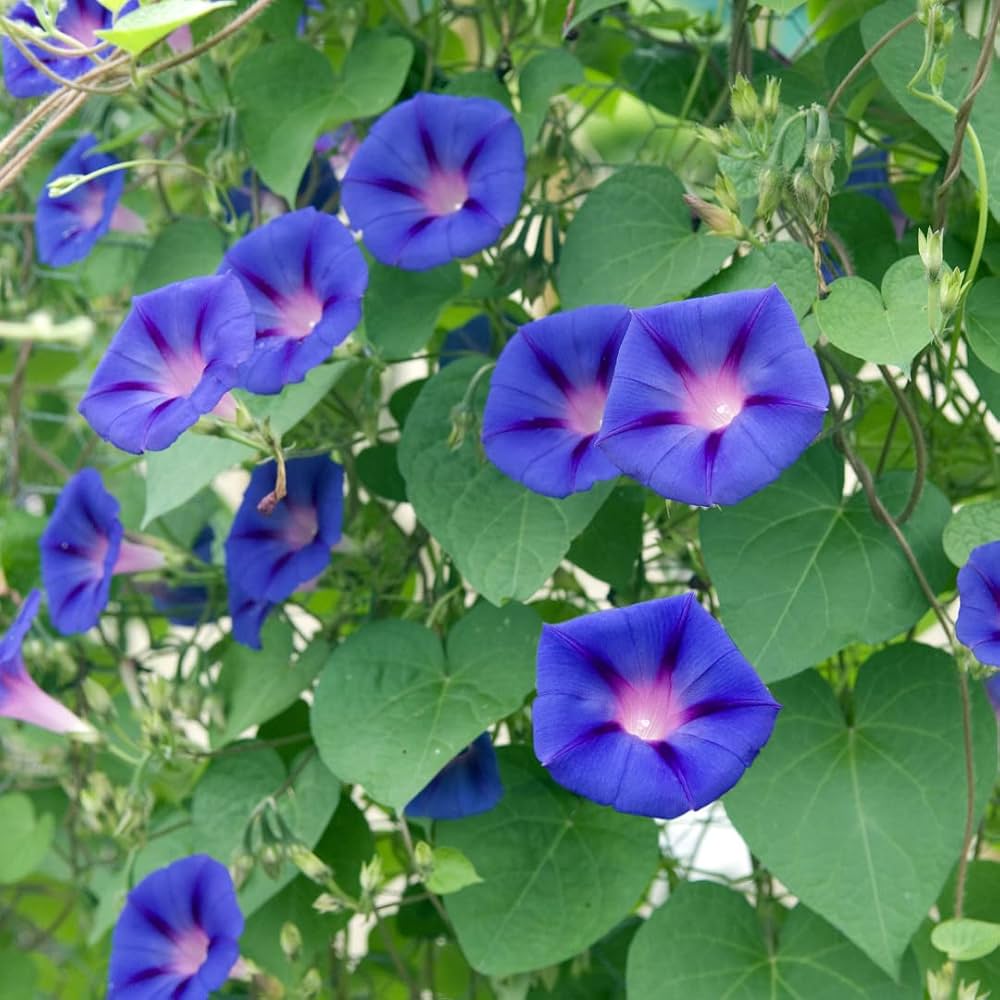 Morning Glory Seeds for Planting Ipomoea Purpurea trellis garden balcony fence