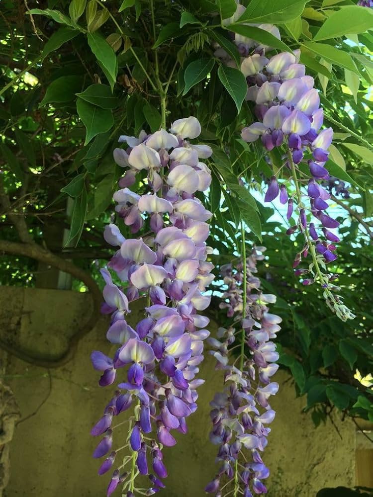 Wisteria Sinensis Flower Seeds (Glyzinienblumensamen)