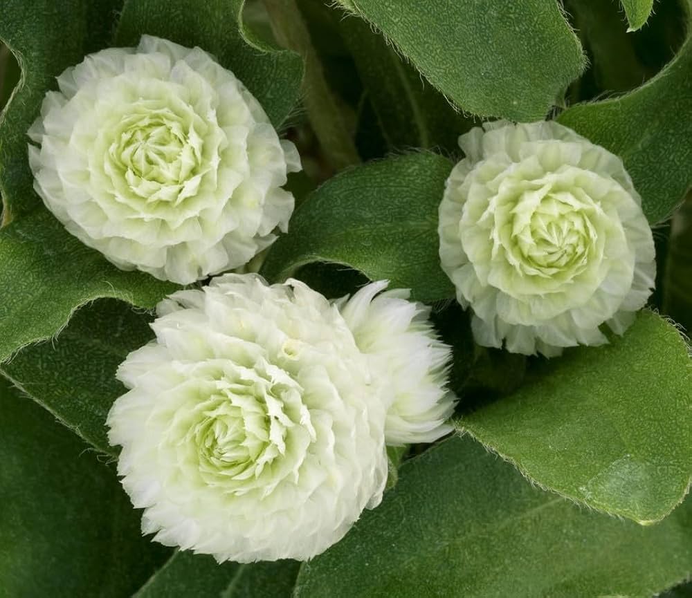 Gomphrena Buddy Cissy Seeds for Planting Dried Flowers and Annual Beds