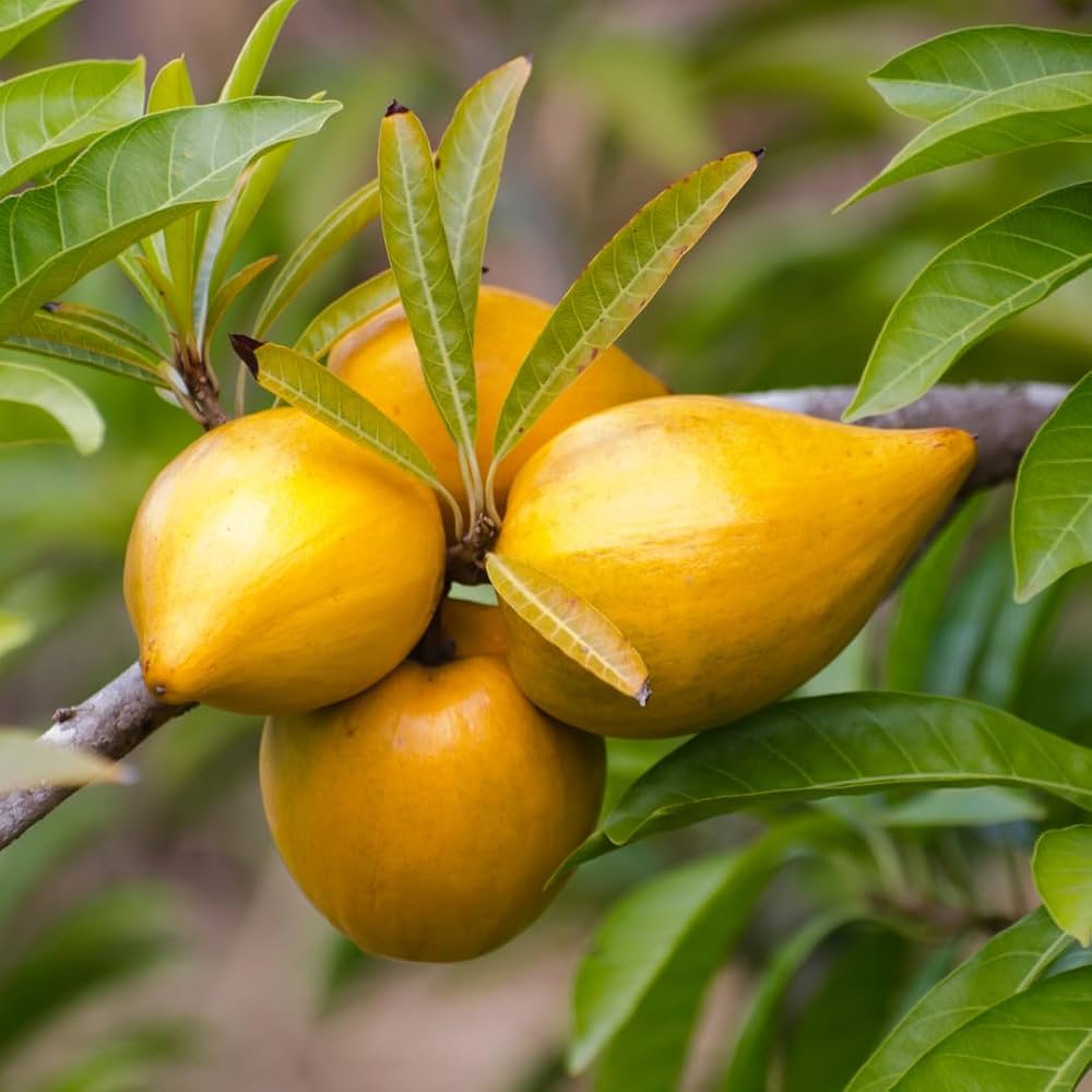 Campechiana Fruit Seeds for Planting