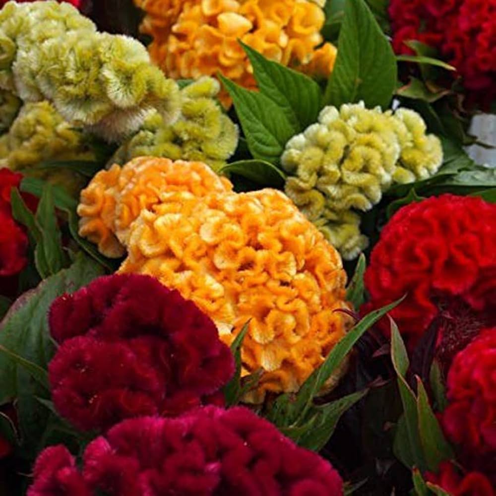 Mixed Cockscomb Celosia argentea Flower Seeds for Planting in Flower Bed and Garden