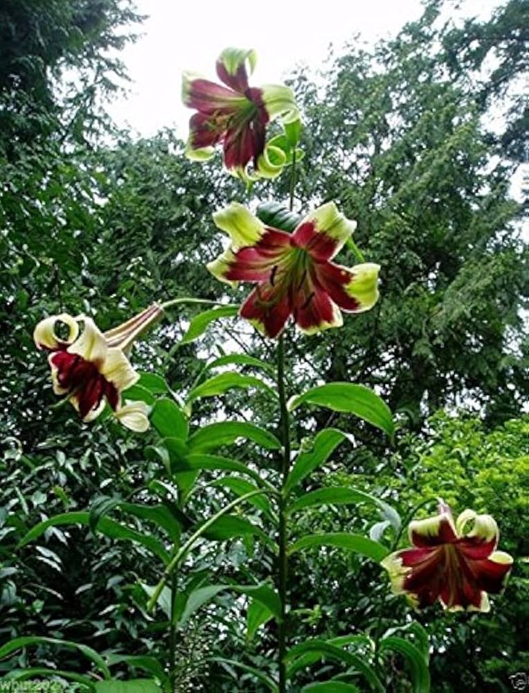 Nepal Lily Lilium nepalense Seeds for Planting in Wildflower Garden