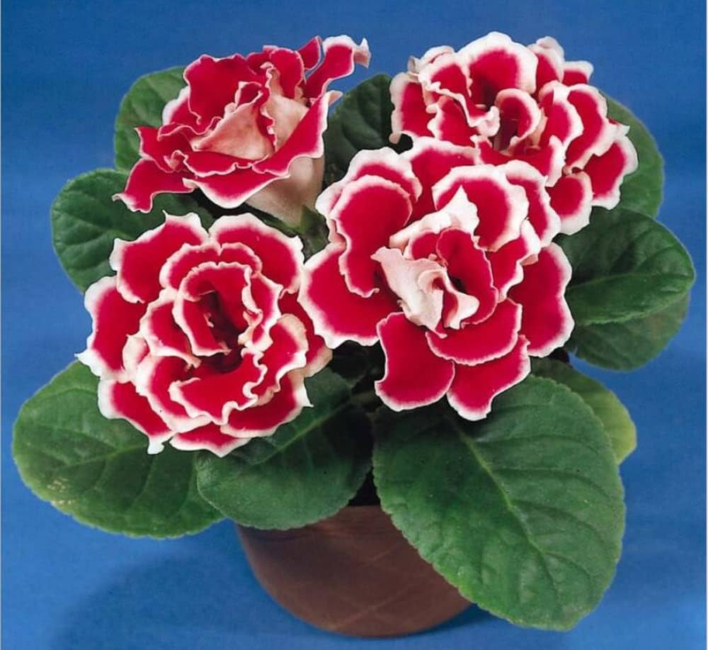 Gloxinia Sinningia speciosa Flower Seeds for Planting in Indoor Garden and Container