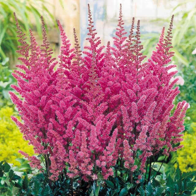 Pink Astilbe Flower seeds for Planting - Low Maintenance, Heirloom & GMO Free Seeds for Home Garden