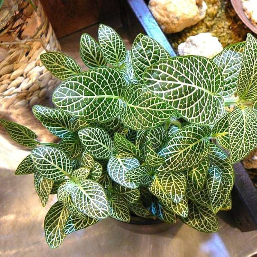 Fittonia Albivenis, White Nerve Flower seeds for Planting - Garden Favorite, Heirloom & GMO Free Seeds for Home Garden