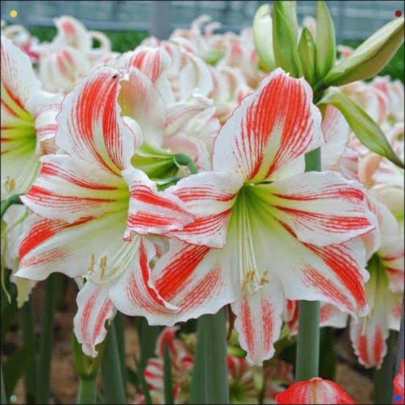 Amaryllis Hippeastrum spp. Seeds for Planting - Ideal for Flower Bed & Home Garden