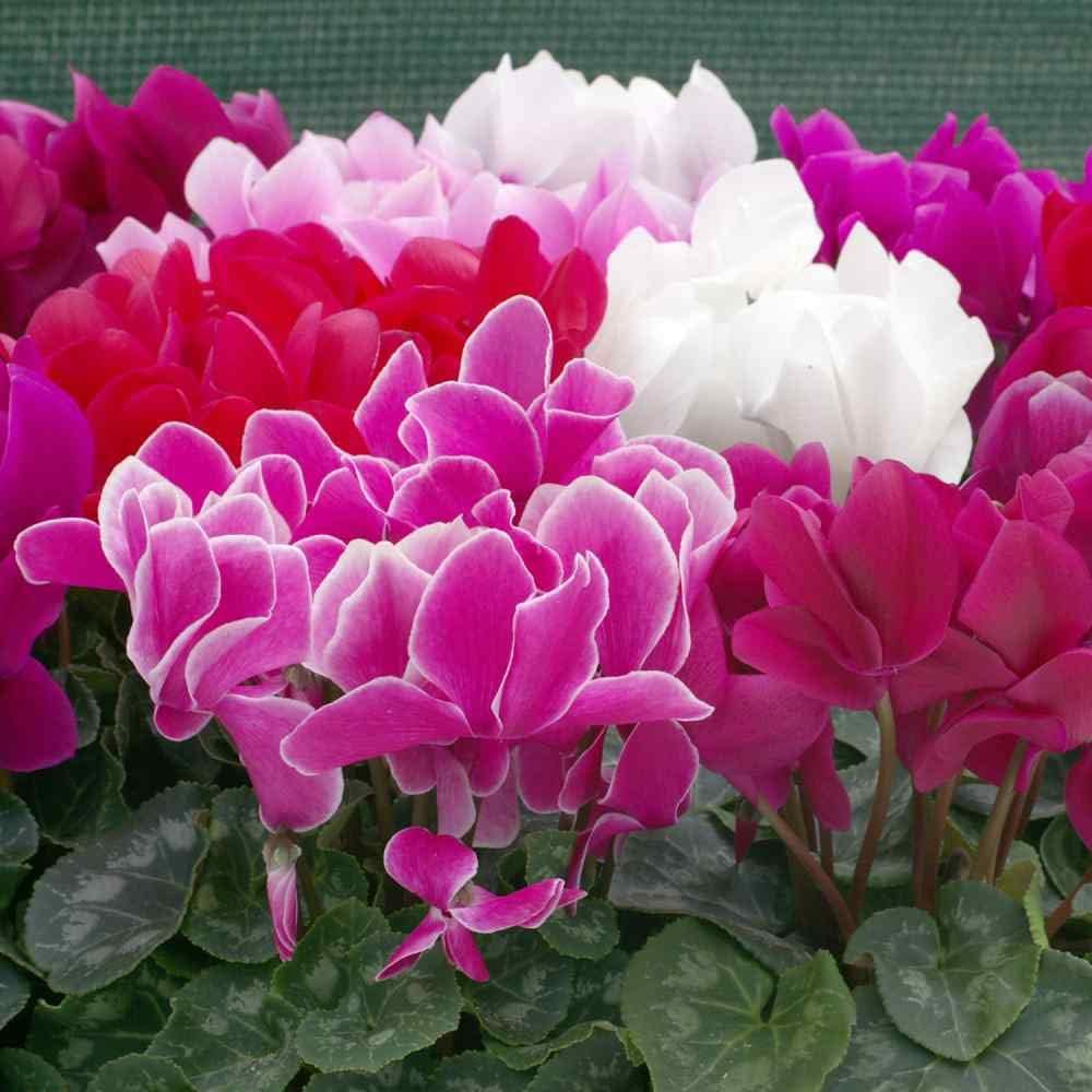 Persicum Flower seeds for Planting - Fragrant Blossoms, Heirloom & GMO Free Seeds for Home Garden
 
 Sale for planting in home garden.