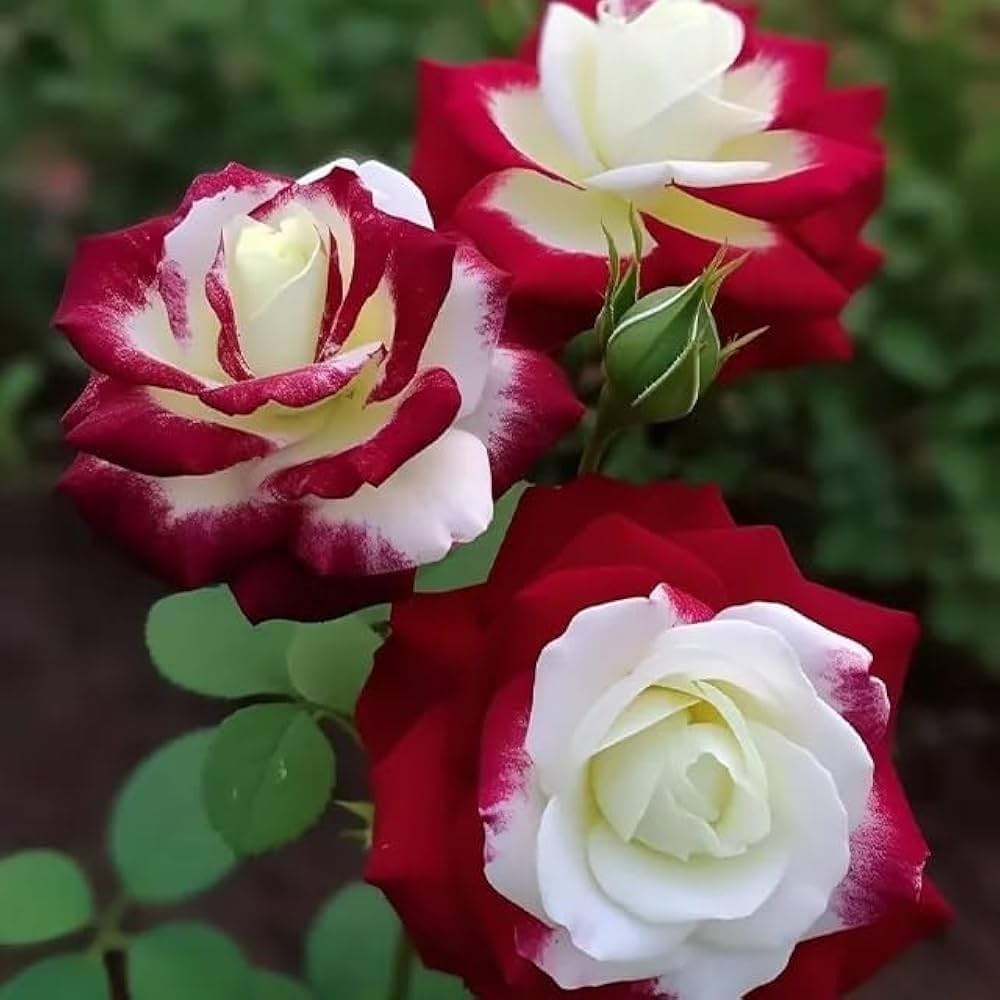 White Maroon Multi Color Rose Flower Seeds for Planting Premium Quality Heirloom & GMO Free Seeds for Home Garden
 
 Sale