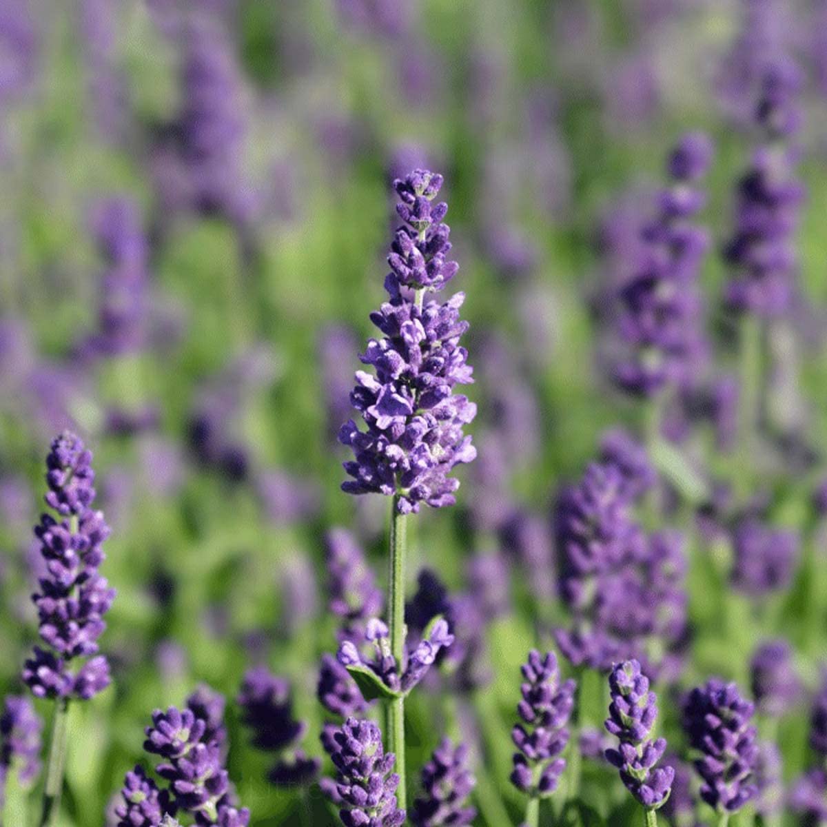 Lavender Lavandula angustifolia Flower Seeds for Planting in Flower Bed