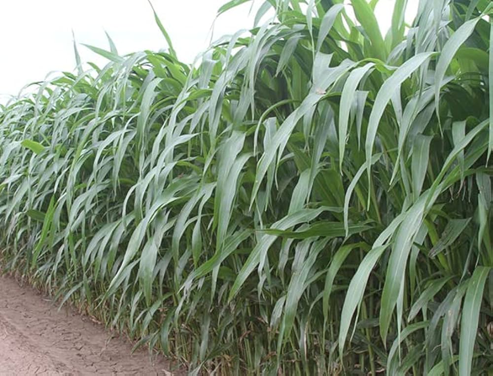 Sorghum Grass Seeds for Sound Barriers