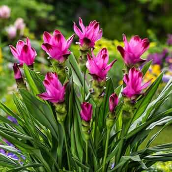 Rhizoma Curcuma Flower Seeds Planting