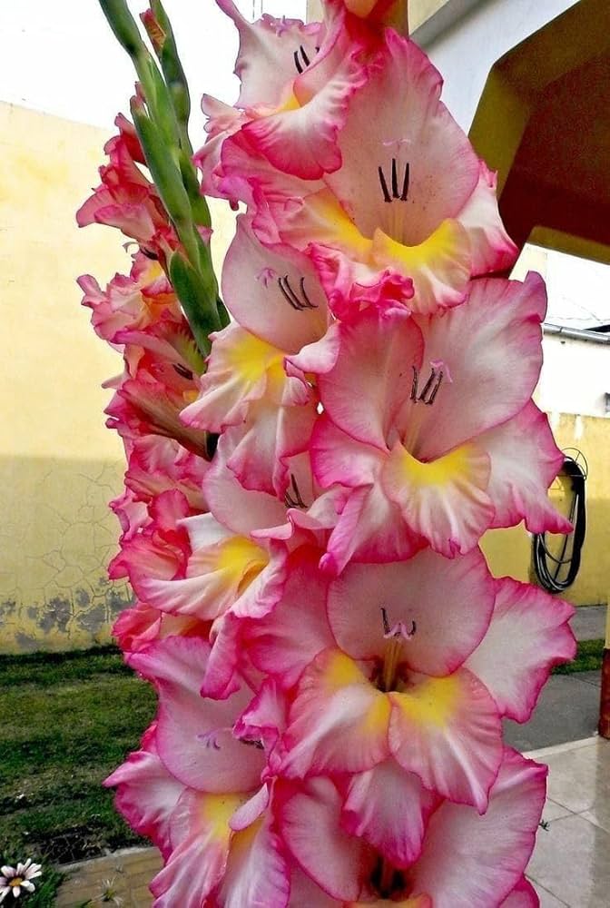 Yellow Light Pink Gladiolus Flower Seeds for Planting Fragrant Blossoms Heirloom & GMO Free Seeds for Home Garden
 
 Sale