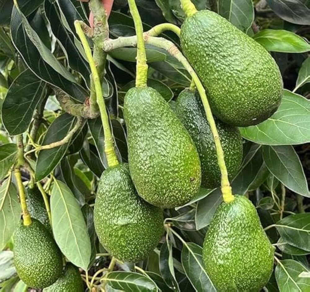 Creamy Avocado Fruit Seeds for Planting - Evergrowseeds