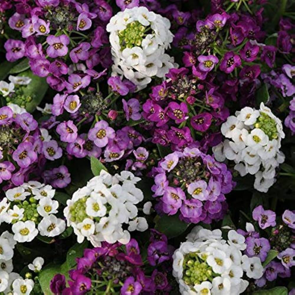 Alyssum Cup Series Mix Flower Seeds for Planting in Spring Borders