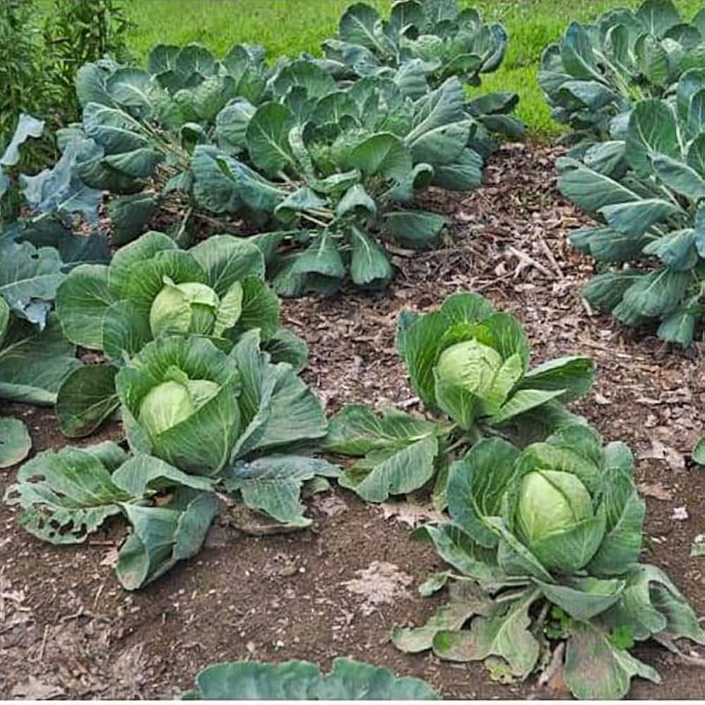 Collard Green Vegetable Seeds for Gardeners