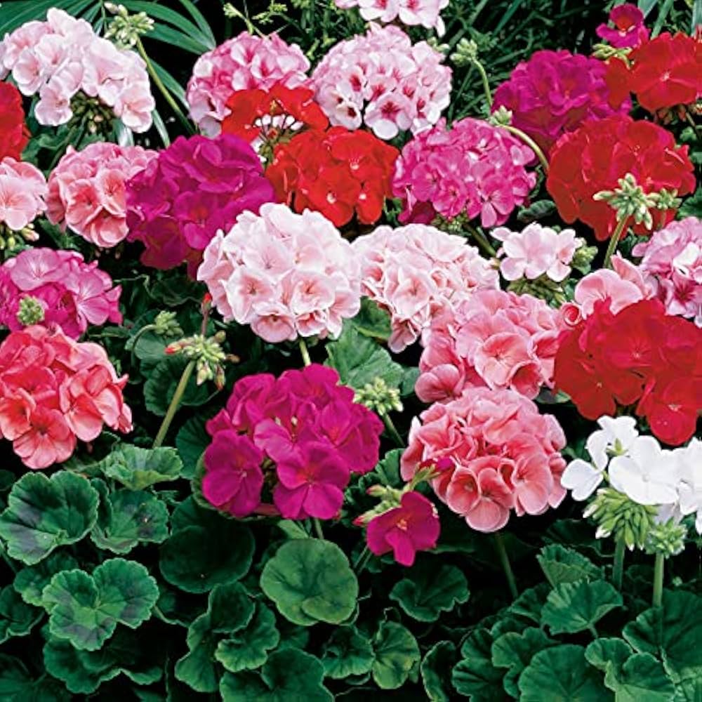 Mixed Geranium Pelargonium spp Flower Seeds for Planting in Flower Bed and Container Garden