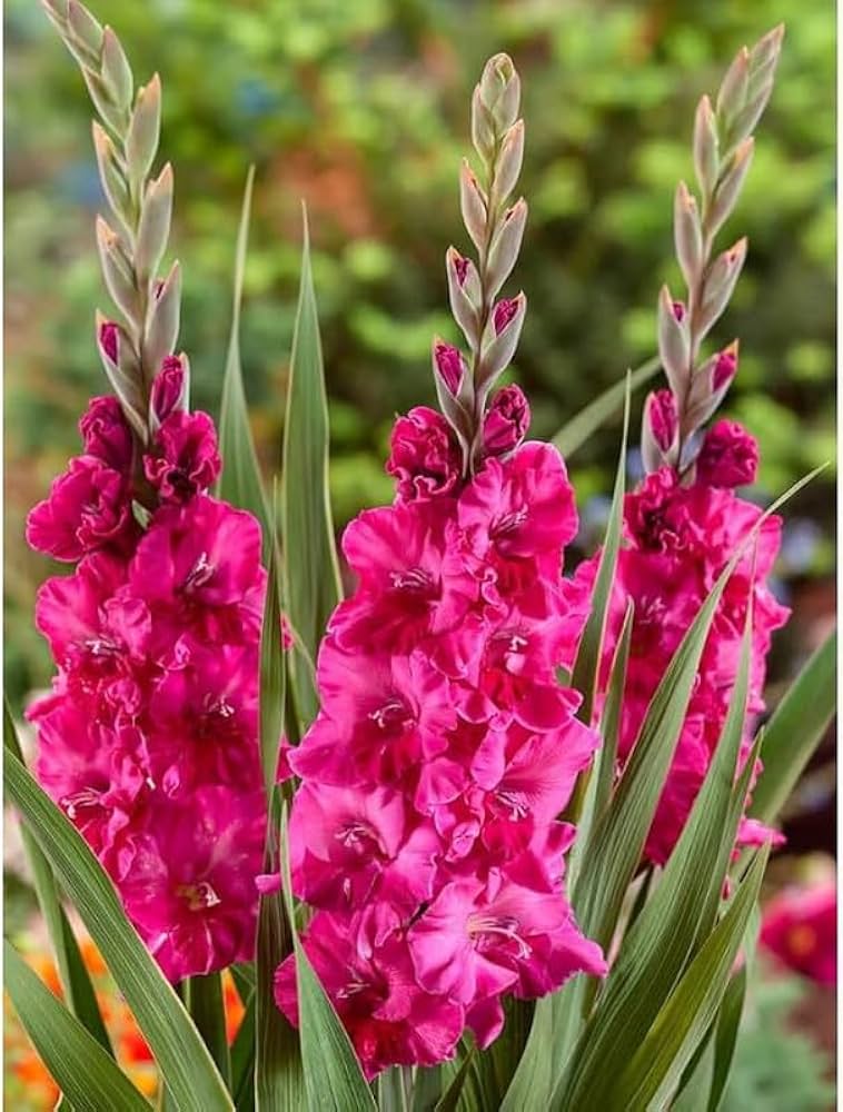 White Purple Gladiolus Flower seeds for Planting - Perfect for Borders, Heirloom & GMO Free Seeds for Home Garden