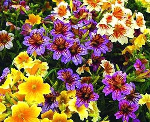 Salpiglossis Salpiglossis spp Flower Seeds for Planting in Flower Bed
