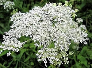 Ginseng Dong Quai Chinese Angelica Seeds for Medicinal Herb