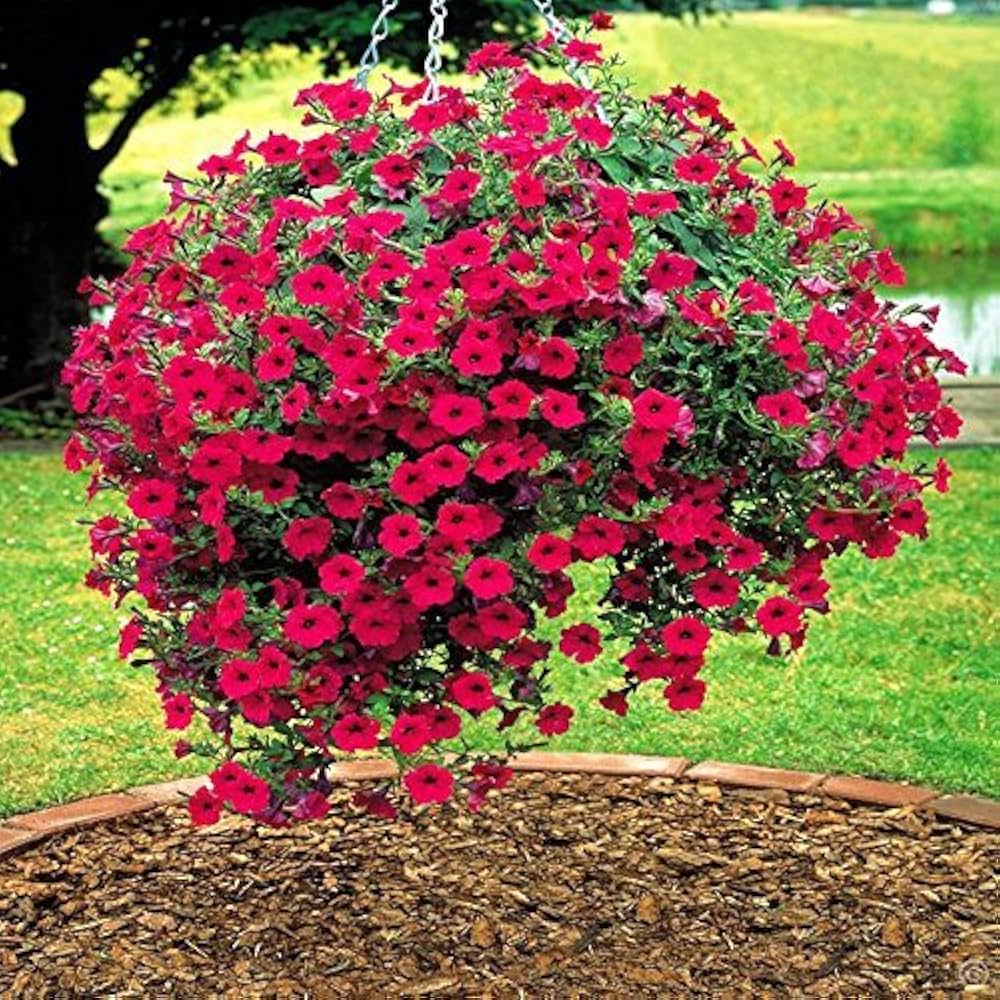 Petunia Freedom Summer Seeds for Planting Flower Pots City Gardens