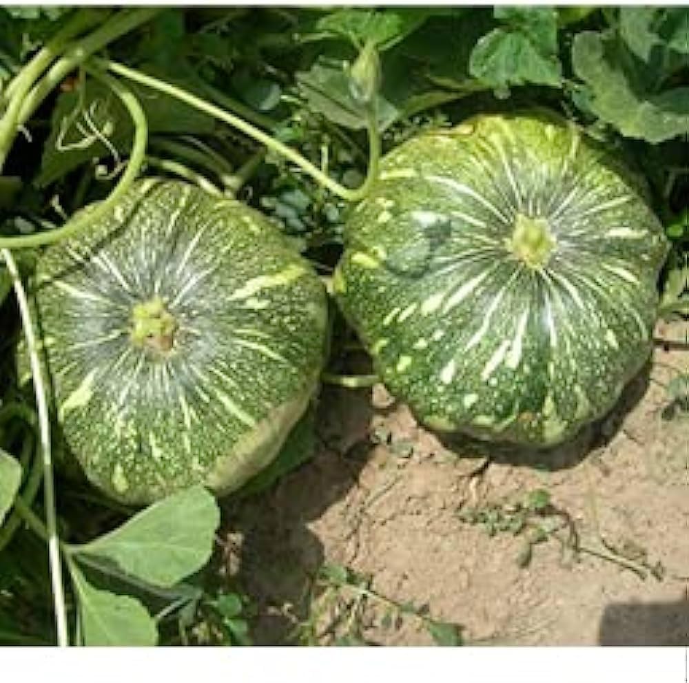 Apple Pumpkin Seeds for Planting Cucurbita pepo for vegetable patch and backyard garden