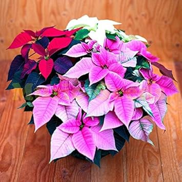 Mixed Poinsettia Flower seeds for Planting - Shade Tolerant, Heirloom & GMO Free Seeds for Home Garden
 
 Sale for planting in home garden.