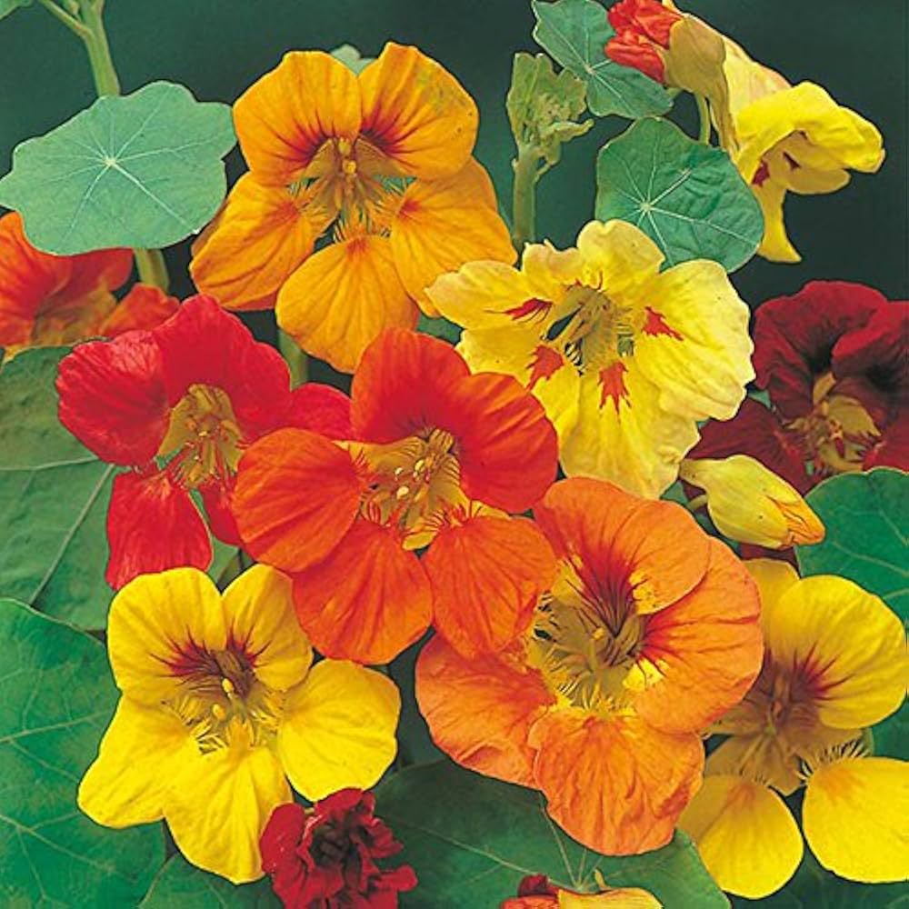 Light Peach Nasturtium Flower Seed for Plantings for Planting for Garden Fragrant Blossoms Heirloom & GMO Free Seed for