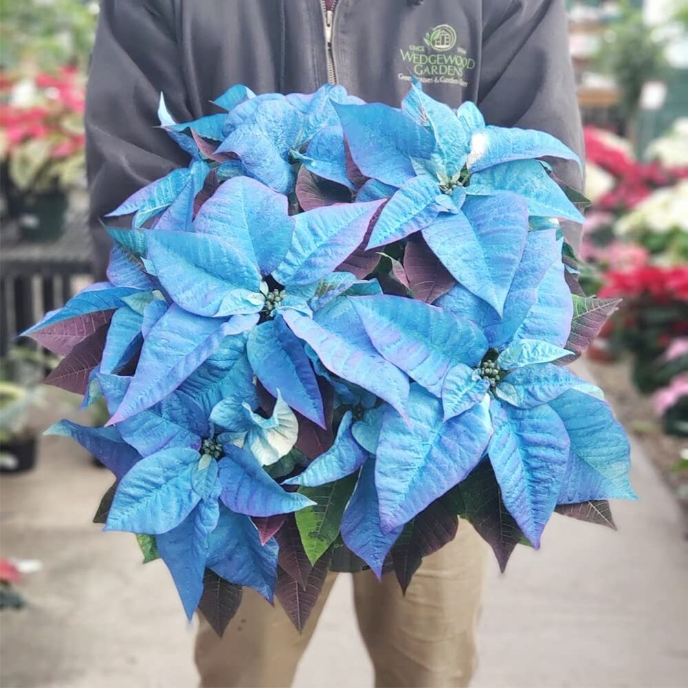 Poinsettia Flower seeds for Planting - Cottage Garden Essential, Heirloom & GMO Free Seeds for Home Garden