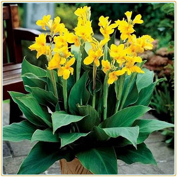 Yellow Pretoria Flower seeds for Planting - Premium Quality, Heirloom & GMO Free Seeds for Home Garden