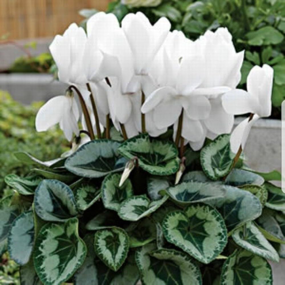 Cyclamen Seeds for Planting Cyclamen persicum for winter gardens and flower beds