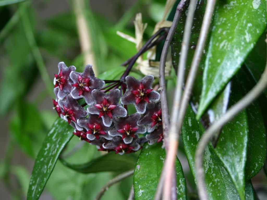 Green Purple Succulent Flower Seeds for Planting Wildflower Mix Heirloom & GMO Free Seeds for Home Garden
 
 Sale for planting in home garden