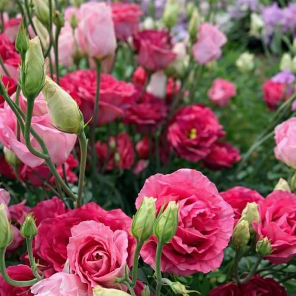 Eustoma Flower Seeds for Planting - Elegant White and Pink Blooms for Your Garden