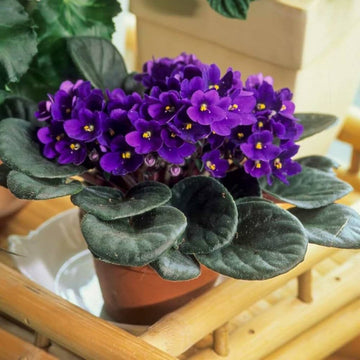 African Violets Flower seeds for Planting - Cut Flower Favorite, Heirloom & GMO Free Seeds for Home Garden