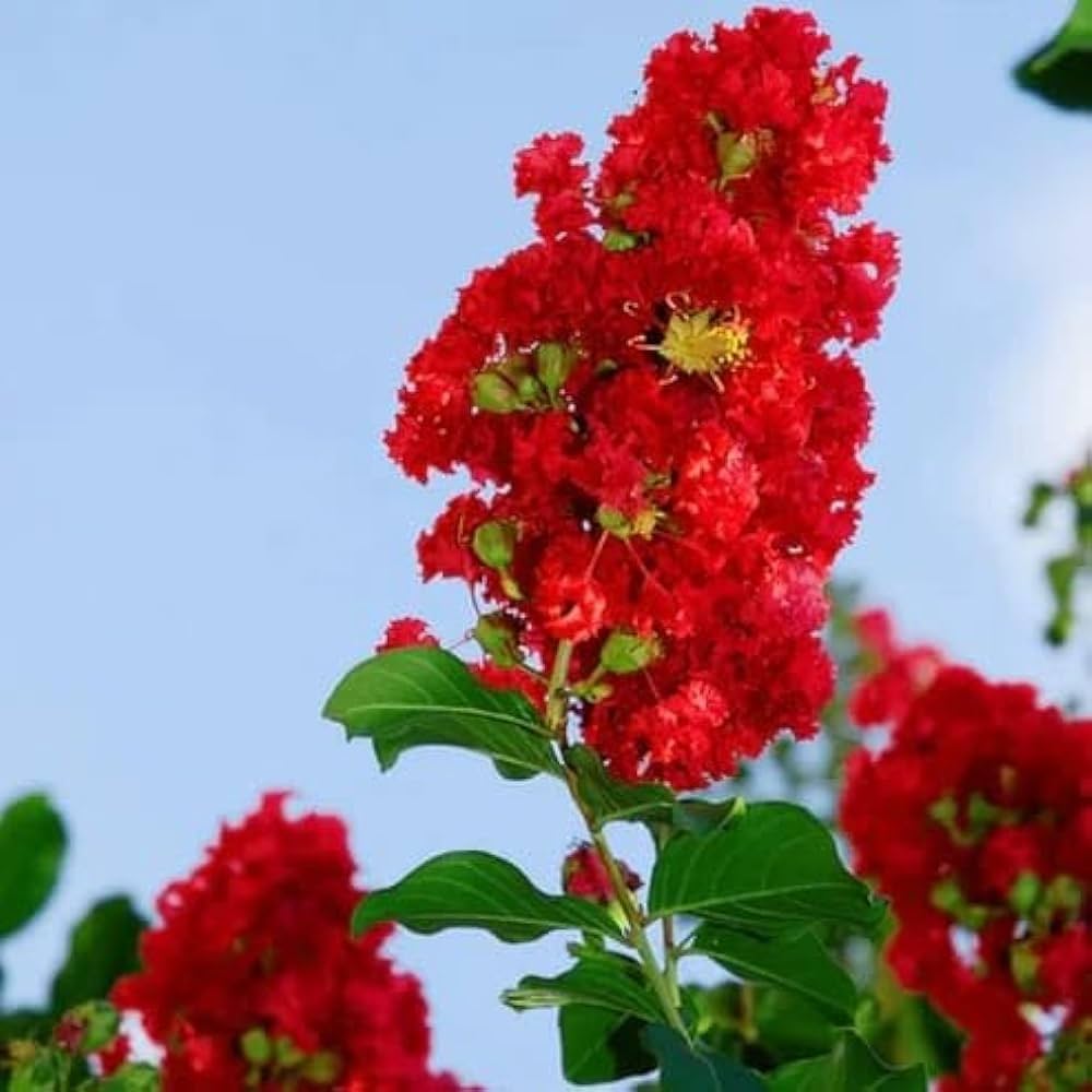 Red Crape Tree Flower seeds for Planting - Long Bloom Season, Heirloom & GMO Free Seeds for Home Garden