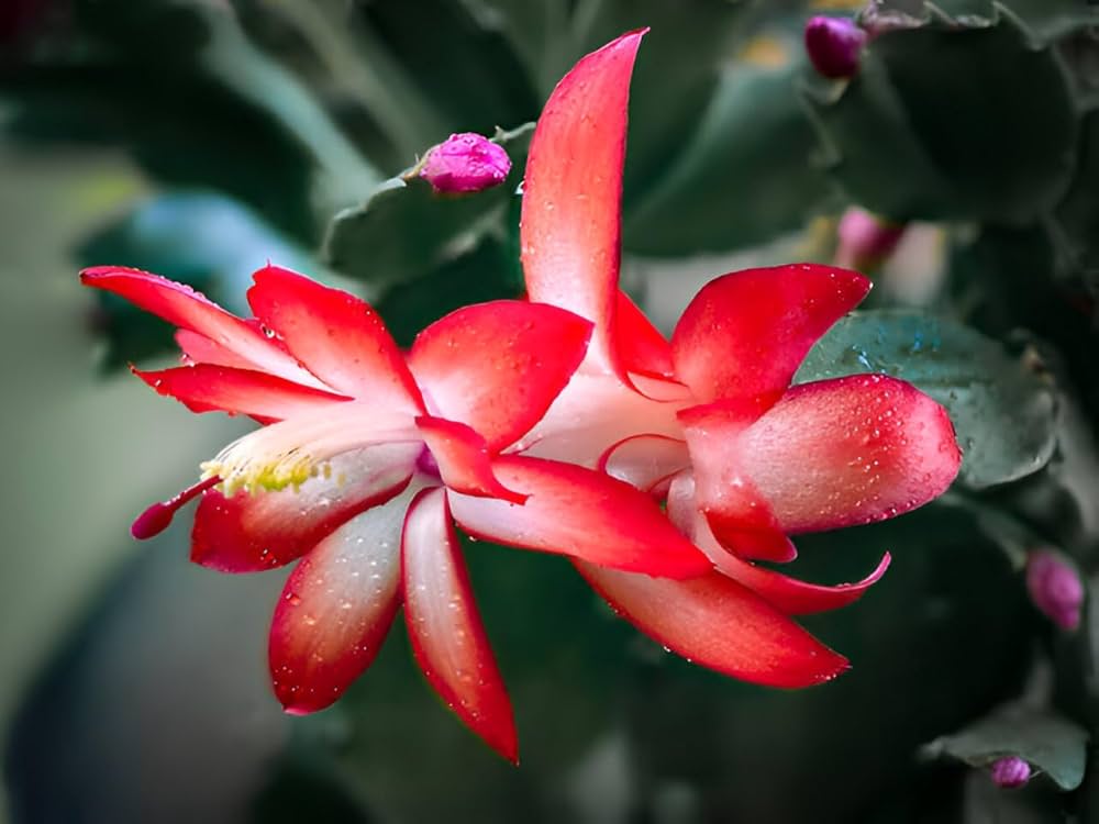 Red Zygocactus Truncatus Flower seeds for Planting - Cottage Garden Essential, Heirloom & GMO Free Seeds for Home Garden