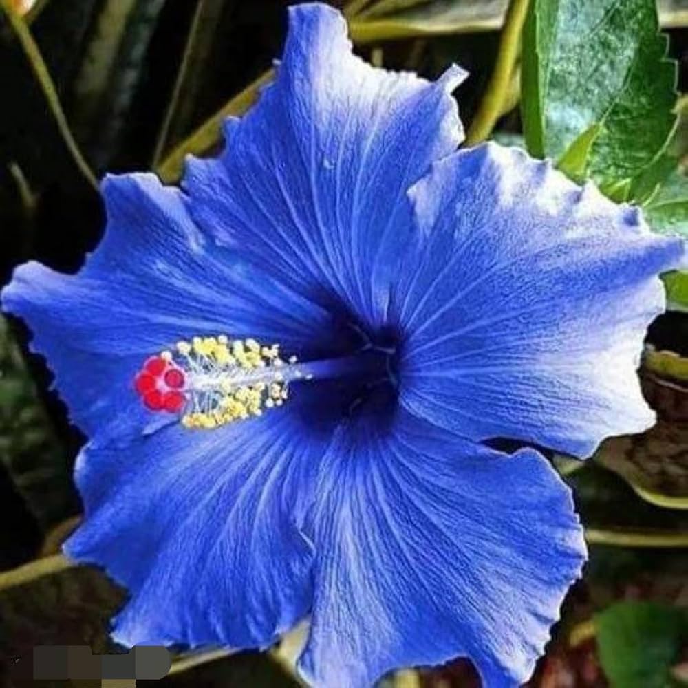 Hibiscus Dark Blue Flower seeds for Planting - Garden Favorite, Heirloom & GMO Free Seeds for Home Garden