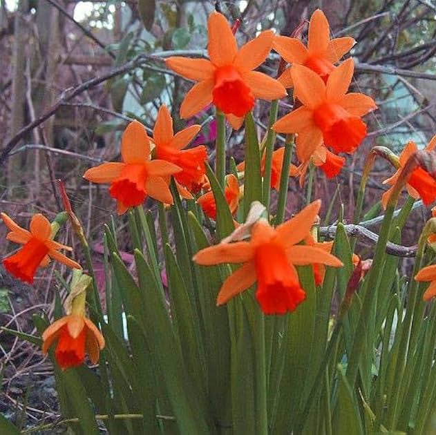 Red Daffodil Flower Seeds for Planting Cut Flower Favorite Heirloom & GMO Free Seeds for Home Garden
 
 Sale
