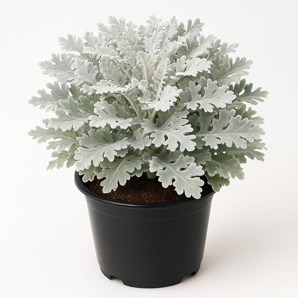 Gray Cineraria Dusty Flower seeds for Planting - Seasonal Bloomer, Heirloom & GMO Free Seeds for Home Garden