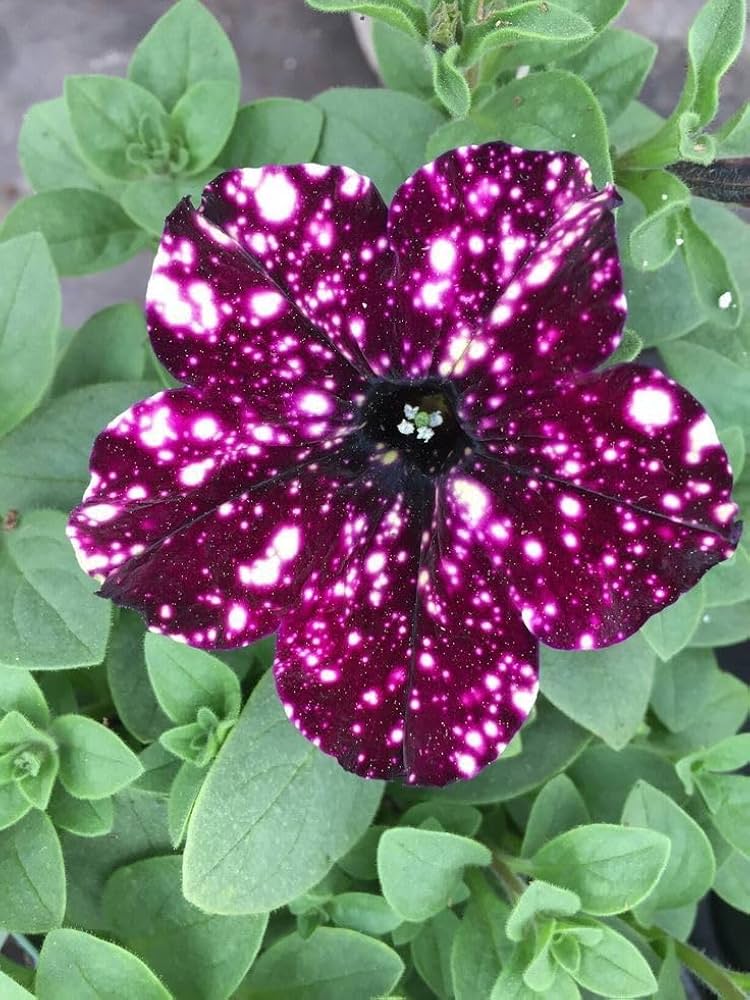 Petunia Tree Petunia spp. Seeds for Planting - Perfect for Flower Bed & Urban Garden