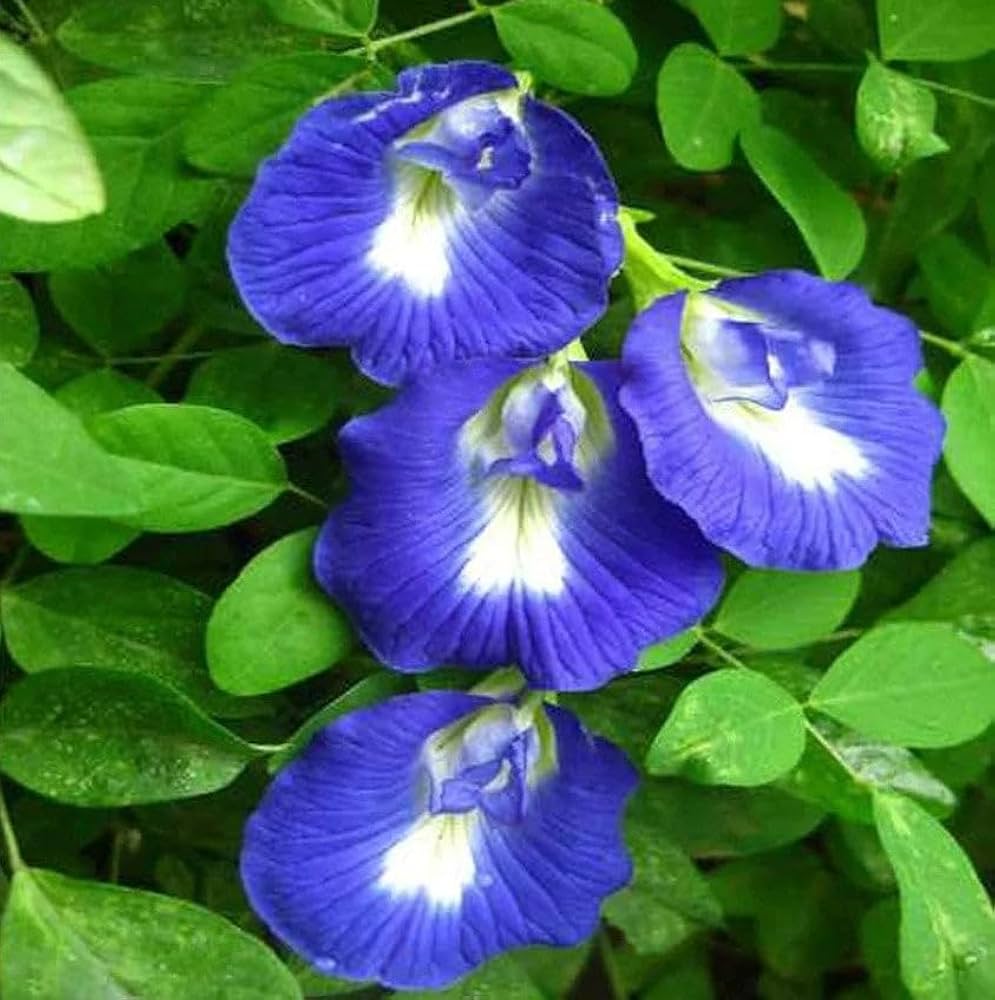 Heirloom Clitoria Ternatea Flower seeds for Planting Hardy Variety Heirloom & GMO Free Seeds for Home Garden