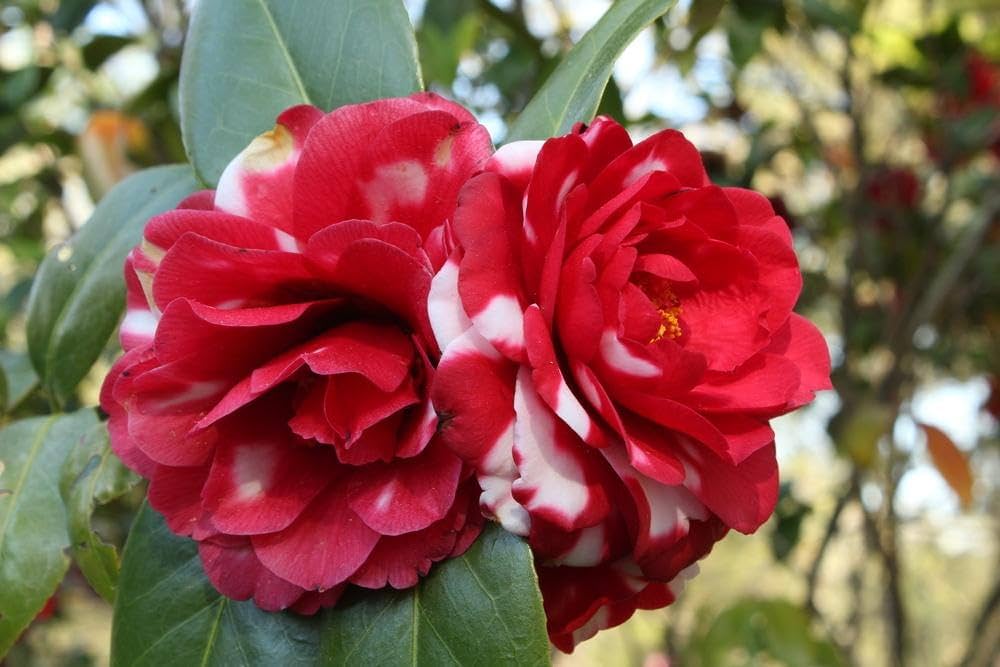 White Red Camellia Flower Seeds for Planting Low Maintenance Heirloom & GMO Free Seeds for Home Garden
 
 Sale