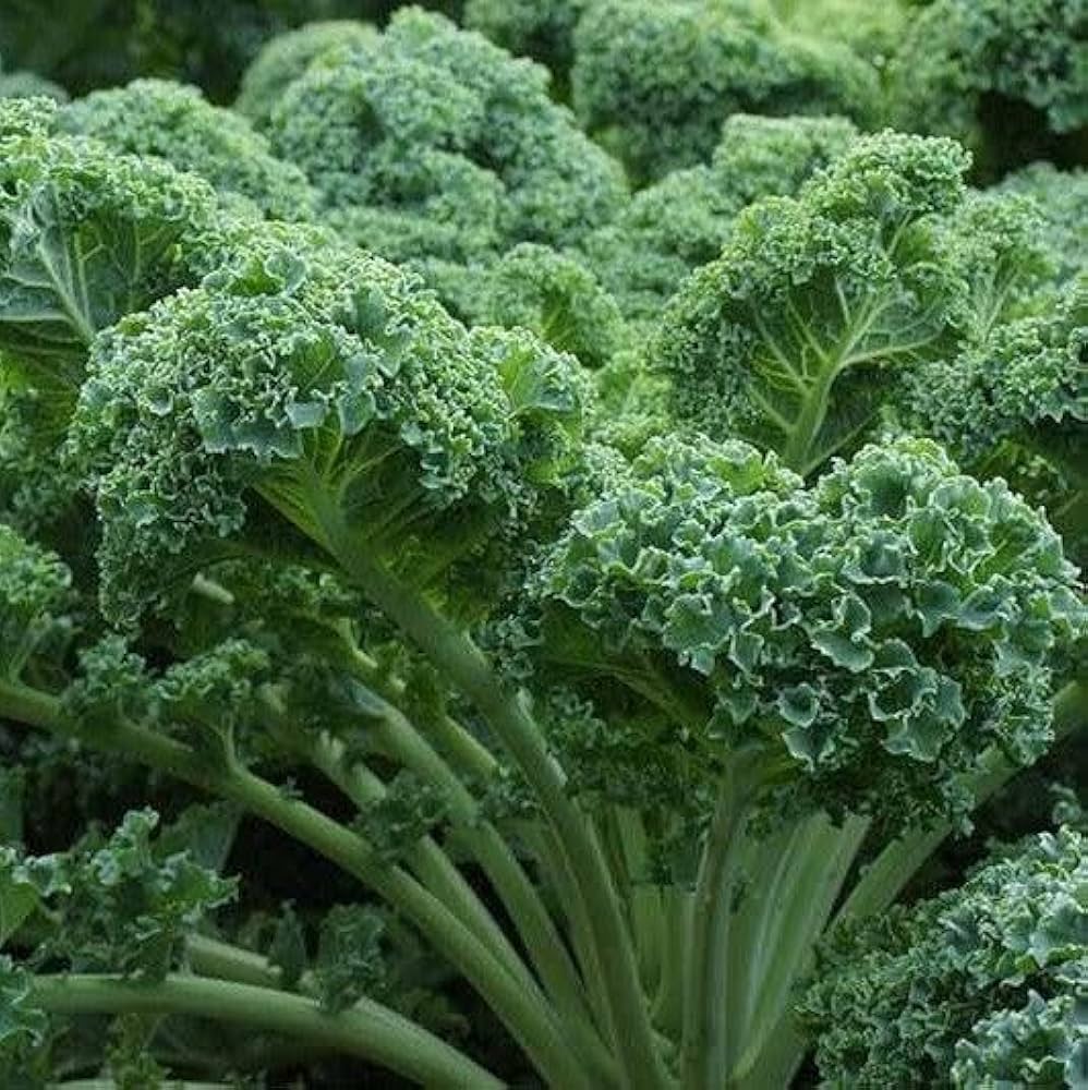 Scarlet Kale Brassica oleracea Seeds for Planting in Vegetable Garden