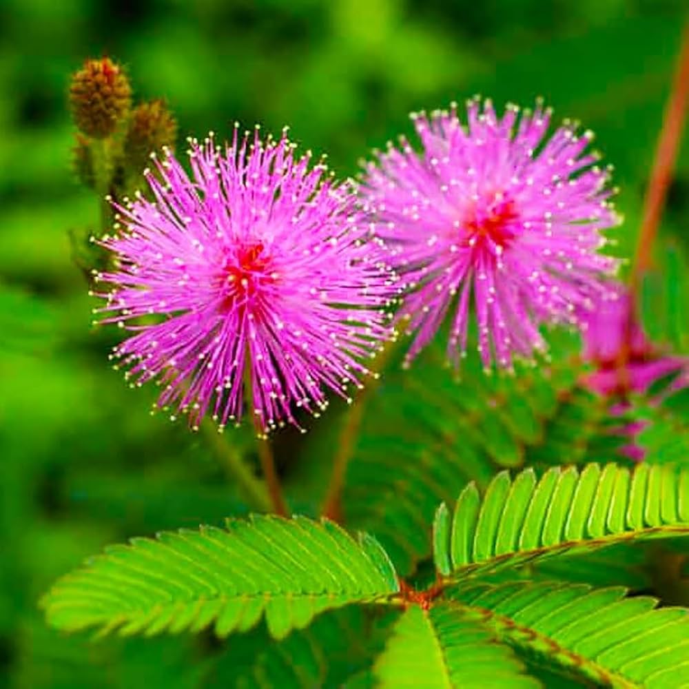 Mixed Mimosa Pudica Flower seeds for Planting - Vibrant Colors, Heirloom & GMO Free Seeds for Home Garden