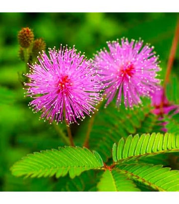Purple Mimosa Flower seeds for Planting - Easy to Grow, Heirloom & GMO Free Seeds for Home Garden