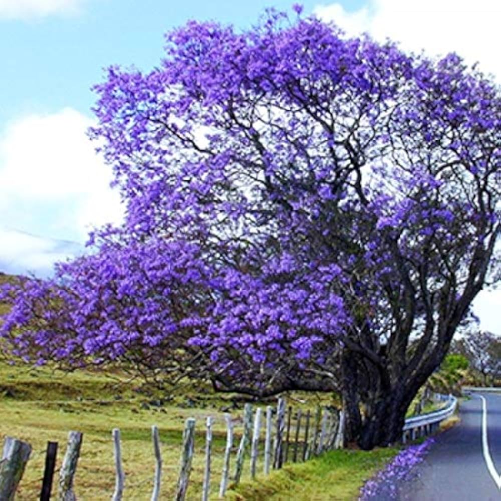 Jacaranda Mimosifolia Tree Seeds for Planting
