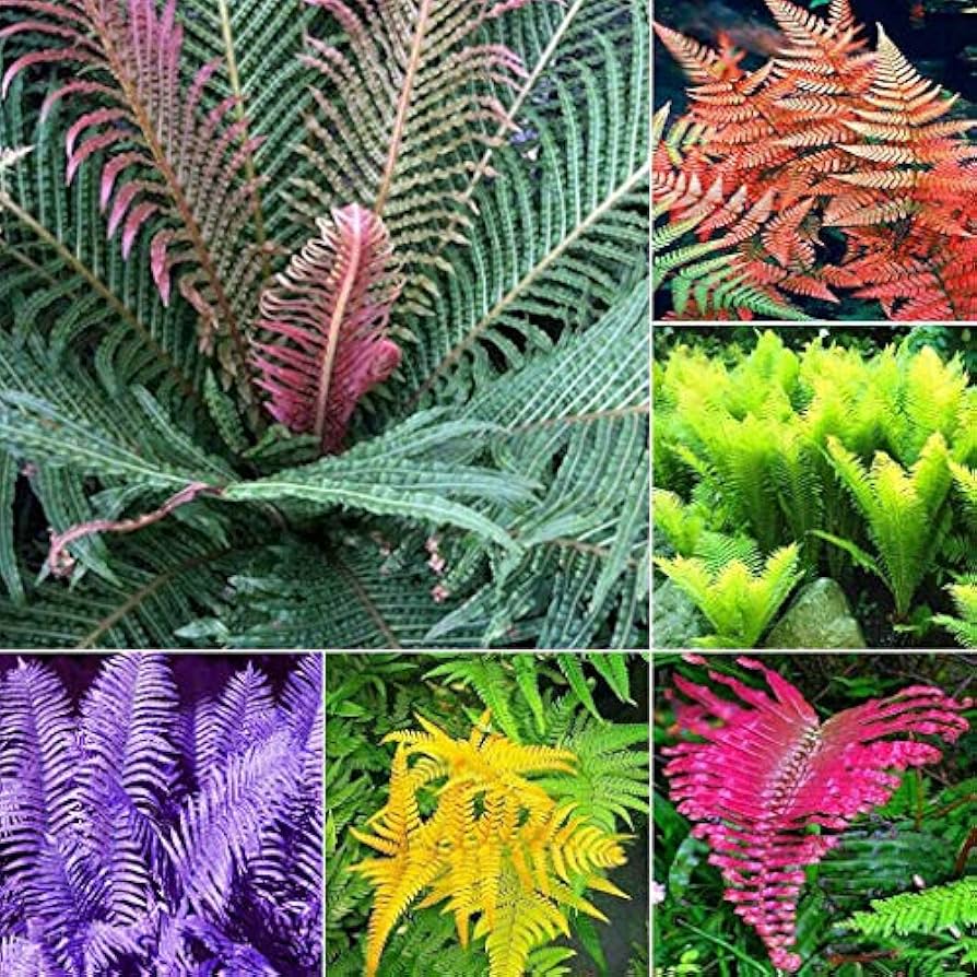 Mixed Color Fern for Planting Premium Quality Heirloom & GMO Free Seeds for Home Garden
 
 Sale
